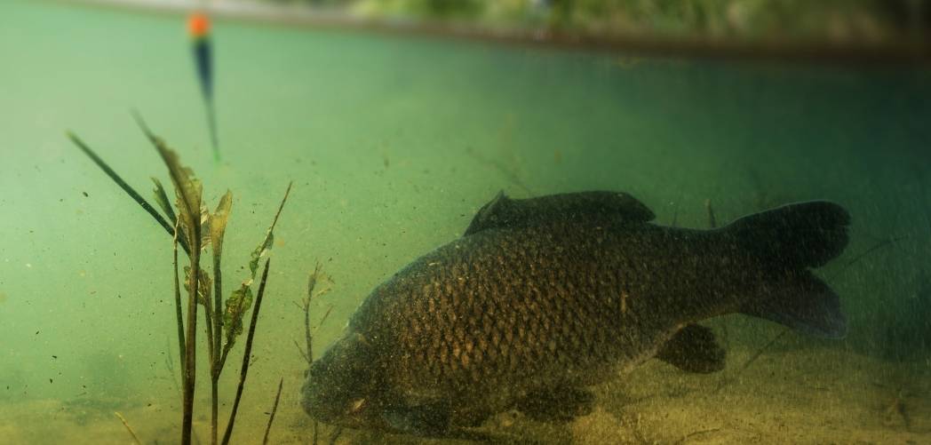 Float fishing for carp