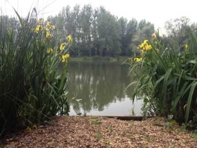 best uk fishing holidays - olivemead lake