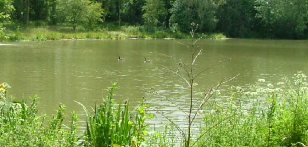 best uk carp holidays - olivemead lake best uk carp holidays - olivemead lake
