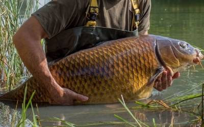 UK best 50lb carp lakes
